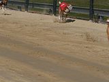 Golden Rabbit European Sandtrack-Derby Th. Ernst (111)